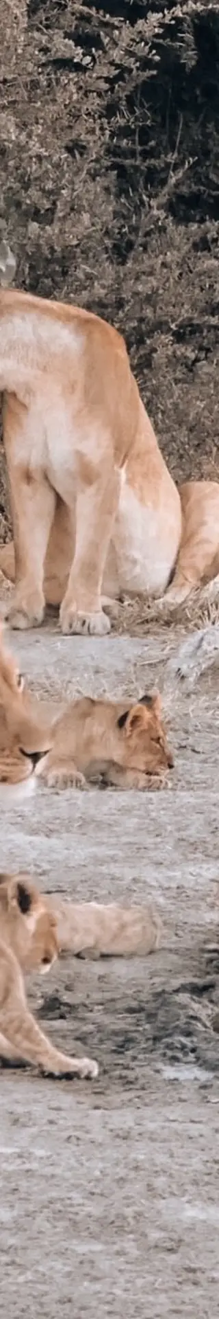 Verspielte Löwenjungen